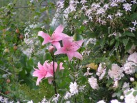 Элоди у антошки