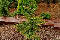 Picea omorika Roter Austrieb   июнь