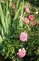 Jubilee Selebration