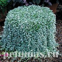 dichondra silver falls1
