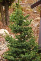Picea omorika Wodan