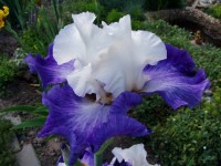 Дельтоплан1