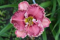 УЛЫБКА БАРБИ