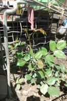 Эльф посажен весной