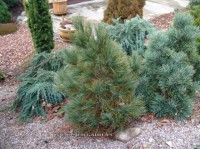 Pinus peuce  Arnold Dwarf