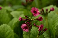 Примула Японская