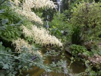 Наташа  пруд у дома 2