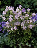 Geranium Akaton