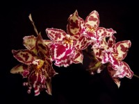 PB171732 resize resize jpgr