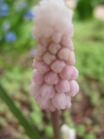 мускари Pink Sunrise