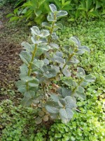 P1010036