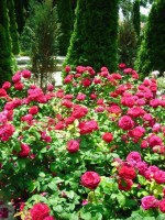DSCN7943 изменение размера