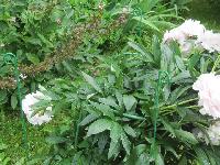 Изображение 233