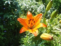 Лилия видовая