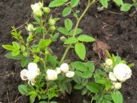 Изображение 045