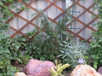 Juniperus communis Horstmann апрель 3