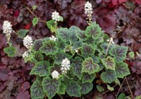 Tiarella Appalachian Trails
