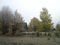 Береза