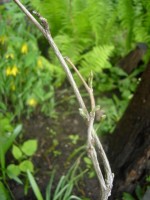 P1040752