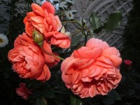DSCF2325