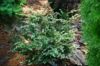 Tsuga canadensis Gentch White 2011 год