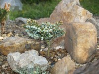 Abies koreana  Kohout s Icebreaker