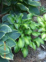 Hosta Geisha