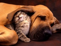 friends