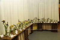 Экспозиция карликовых ирисов в музее