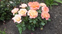 DSCF0239