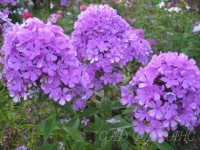 Luc s Lilac sf