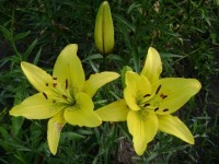 Желтая в крап