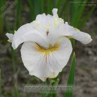 sibirskiy iris Book Of Secret 5