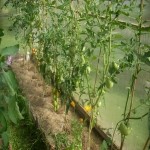SL373911Первые два куста вдали  Санголд