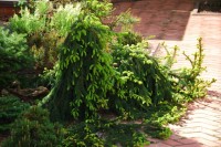 Picea abies Loreley  2