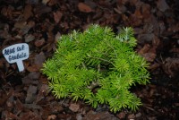 Abies koreana Grubele