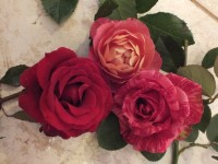 DSCF2288