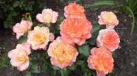 DSCF0246