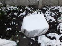 DSCF3357