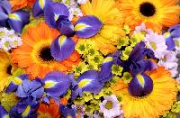 irisy gerbery hrizantemy cvety buket yarko 2400x1580