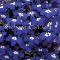 Lobelia Riviera Blue Eyes
