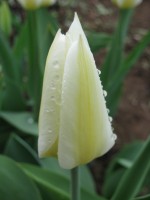 IMG 0523