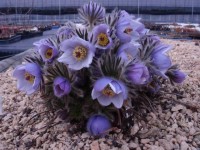 Pulsatilla sugawarii