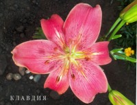 клавдия