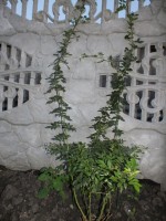 DSCF2327