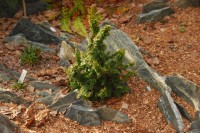 Thuja occidentalis malonyana Holub №2