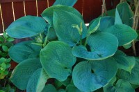 Hosta Millenium