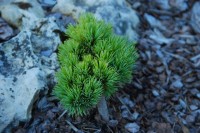 Pinus peuce Daniel