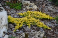 Juniperus horizontalis Mother of Lode