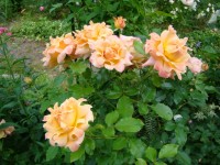 DSC02411